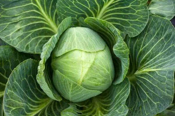 卷心菜怎么炒比較好吃 卷心菜的熱量 卷心菜怎么炒比較好吃 卷心菜的熱量