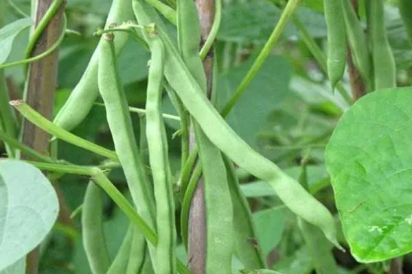 四季豆沒炒熟會(huì)中毒嗎 四季豆的功效與作用 四季豆沒炒熟會(huì)中毒嗎 四季豆的功效與作用