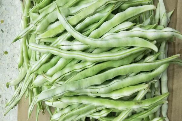四季豆沒炒熟會(huì)中毒嗎 四季豆的功效與作用 四季豆沒炒熟會(huì)中毒嗎 四季豆的功效與作用