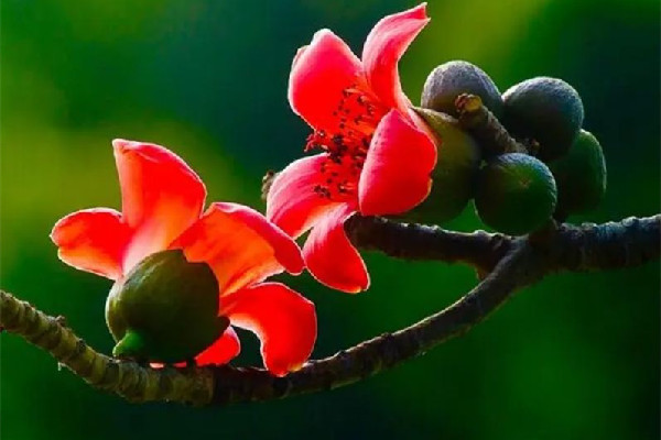 木棉花要曬多久 木棉花怎么曬干