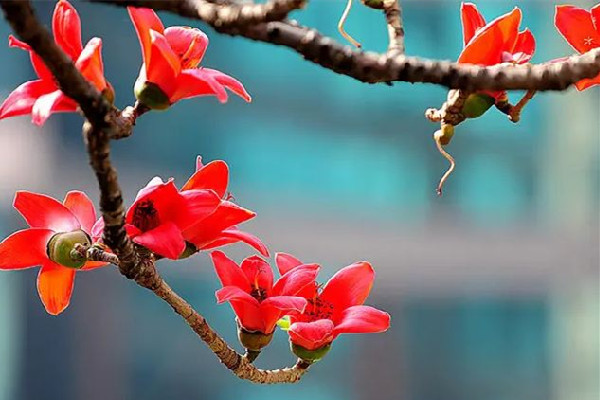 木棉花要花瓣還是整花 木棉花哪些部位可以吃 木棉花要花瓣還是整花 木棉花哪些部位可以吃