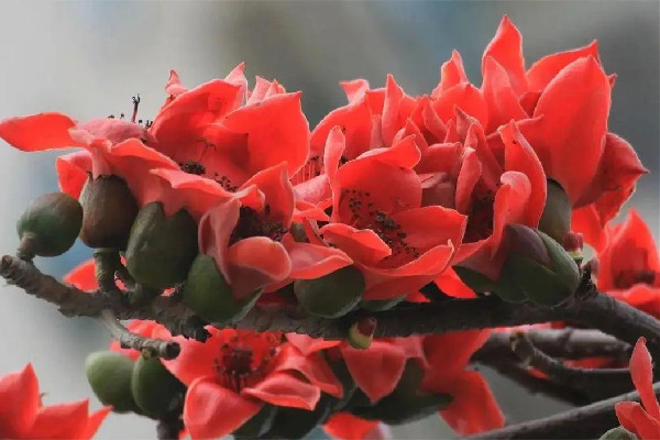 木棉花可以煲湯喝嗎 木棉花煲湯是用干的還是新鮮的 木棉花可以煲湯喝嗎 木棉花煲湯是用干的還是新鮮的