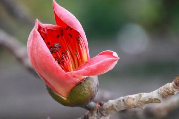 木棉花要花瓣還是整花 木棉花哪些部位可以吃 木棉花要花瓣還是整花 木棉花哪些部位可以吃