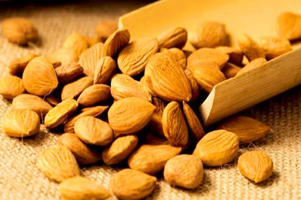 苦杏仁是南杏還是北杏 苦杏仁是什么果實