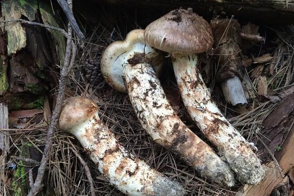 松茸有人工培植的嗎 松茸有幾種品種 松茸有人工培植的嗎 松茸有幾種品種