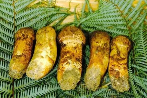 松茸有人工培植的嗎 松茸有幾種品種 松茸有人工培植的嗎 松茸有幾種品種