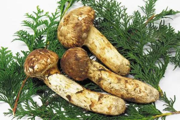 松茸有人工培植的嗎 松茸有幾種品種 松茸有人工培植的嗎 松茸有幾種品種