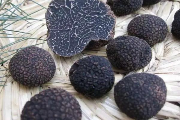 黑松露的危害 黑松露是蘑菇嗎 黑松露的危害 黑松露是蘑菇嗎