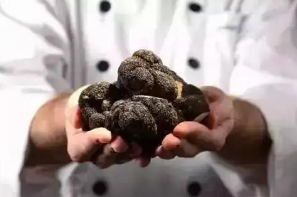 黑松露是發(fā)物嗎 黑松露的食用功效 黑松露是發(fā)物嗎 黑松露的食用功效