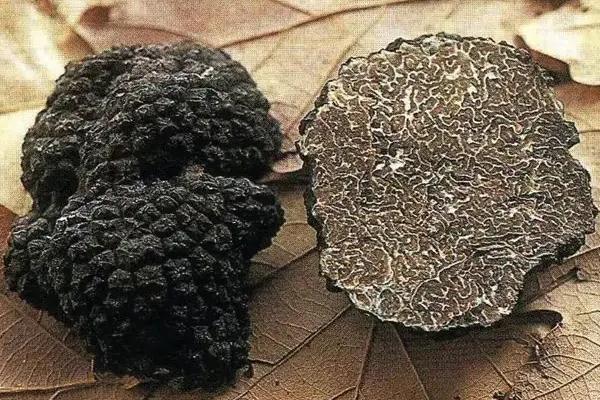 黑松露的危害 黑松露是蘑菇嗎 黑松露的危害 黑松露是蘑菇嗎