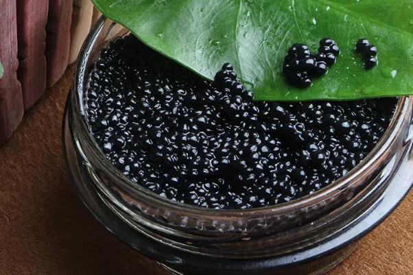 魚子醬孕婦可以吃嗎 魚子醬是什么東西 魚子醬孕婦可以吃嗎 魚子醬是什么東西