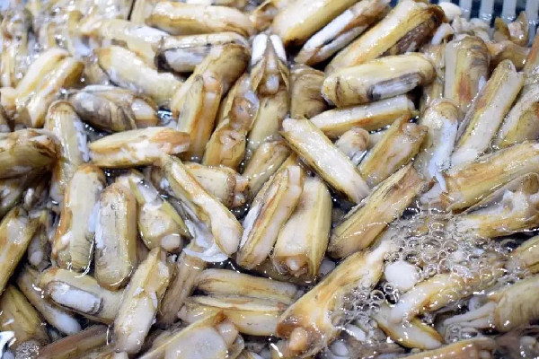 蟶子要切開(kāi)清洗嗎 蟶子怎么清洗干凈 蟶子要切開(kāi)清洗嗎 蟶子怎么清洗干凈