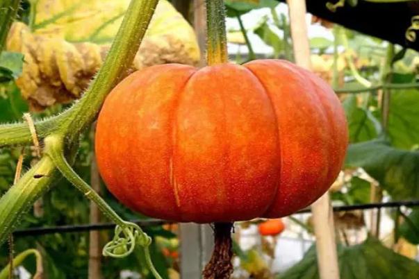 南瓜是碳水嗎 南瓜要蒸多久 南瓜是碳水嗎 南瓜要蒸多久