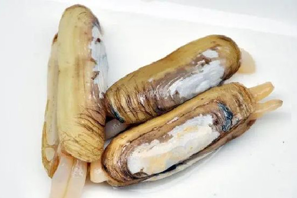 蟶子的營(yíng)養(yǎng)價(jià)值及功效 蟶子的家常做法 蟶子的營(yíng)養(yǎng)價(jià)值及功效 蟶子的家常做法