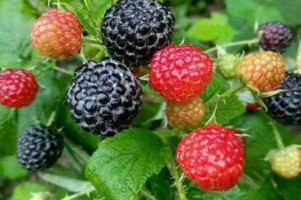 黑樹莓和紅樹莓的區(qū)別 黑樹莓的熱量 黑樹莓和紅樹莓的區(qū)別 黑樹莓的熱量