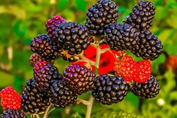 黑樹莓有刺嗎 黑樹莓有什么營養(yǎng) 黑樹莓有刺嗎 黑樹莓有什么營養(yǎng)