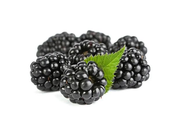 黑樹莓和紅樹莓的區(qū)別 黑樹莓的熱量 黑樹莓和紅樹莓的區(qū)別 黑樹莓的熱量