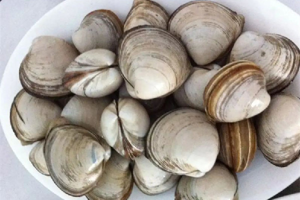 蛤蜊多少錢一斤 蛤蜊是不是花甲 蛤蜊多少錢一斤 蛤蜊是不是花甲