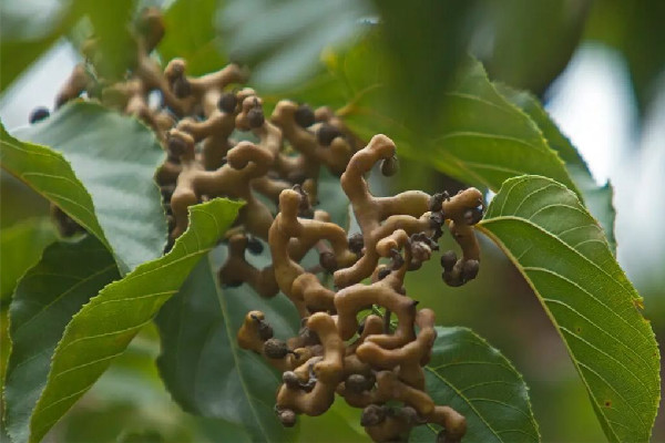 拐棗多少錢一斤 拐棗是水果嗎