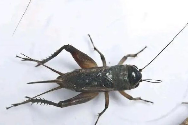 蛐蛐多少錢一只 蛐蛐是蟋蟀嗎 蛐蛐多少錢一只 蛐蛐是蟋蟀嗎