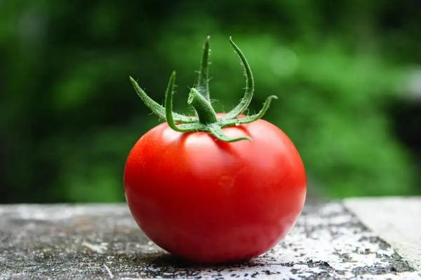 番茄的禁忌人群 番茄的熱量 番茄的禁忌人群 番茄的熱量