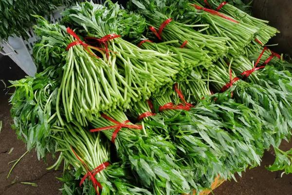 藜蒿怎么做好吃 藜蒿和茼蒿有什么區(qū)別 藜蒿怎么做好吃 藜蒿和茼蒿有什么區(qū)別