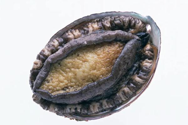 鮑魚的功效與作用及營養(yǎng) 鮑魚怎么處理干凈 鮑魚的功效與作用及營養(yǎng) 鮑魚怎么處理干凈