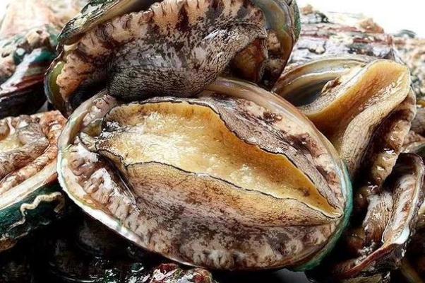 鮑魚要蒸多少時間才能熟 鮑魚要焯水嗎 鮑魚要蒸多少時間才能熟 鮑魚要焯水嗎