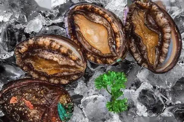 鮑魚(yú)有牙齒嗎 鮑魚(yú)有幾頭什么意思 鮑魚(yú)有牙齒嗎 鮑魚(yú)有幾頭什么意思