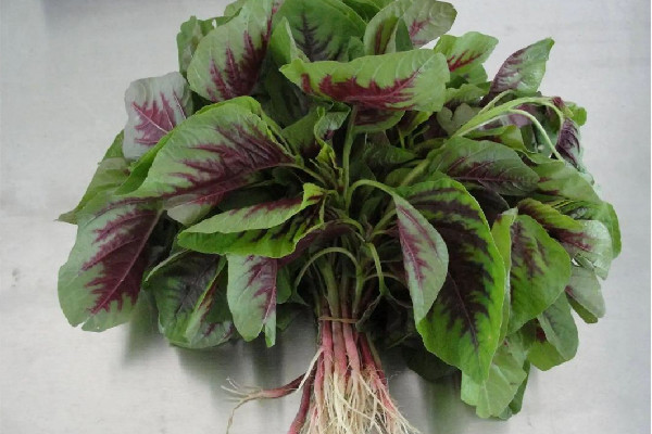 紅莧菜可以補(bǔ)血嗎 紅莧菜適合什么人吃 紅莧菜可以補(bǔ)血嗎 紅莧菜適合什么人吃