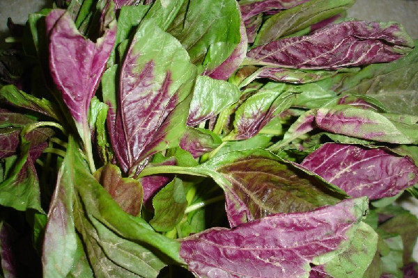 紅莧菜和綠莧菜有什么區(qū)別 紅莧菜為什么是紅色的 紅莧菜和綠莧菜有什么區(qū)別 紅莧菜為什么是紅色的