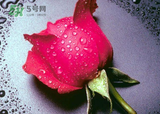 七夕玫瑰花多少錢(qián)一朵 七夕節(jié)送紅玫瑰還是粉玫瑰