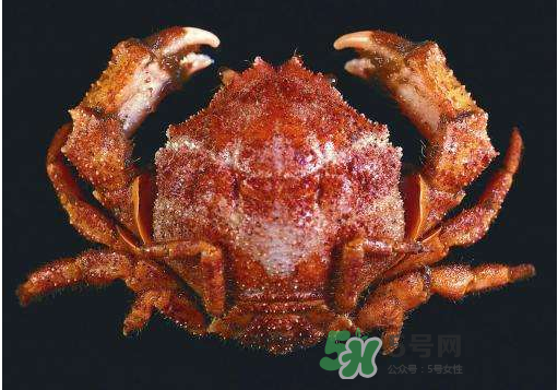 板蟹多少錢一斤 板蟹蒸多長時(shí)間 板蟹多少錢一斤 板蟹蒸多長時(shí)間