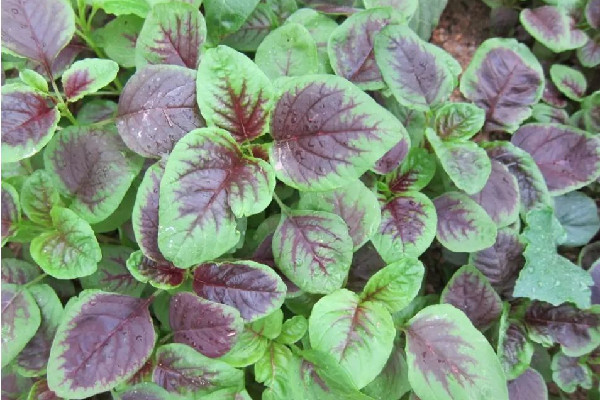 紅莧菜要不要焯水 紅莧菜炒多久 紅莧菜要不要焯水 紅莧菜炒多久