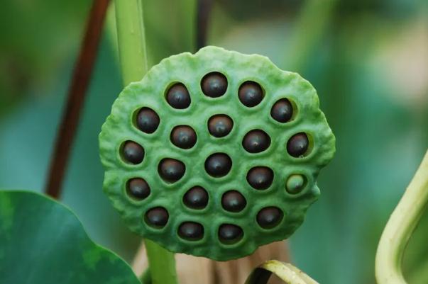 蓮蓬要煮多久 蓮蓬能不能生吃 蓮蓬要煮多久 蓮蓬能不能生吃