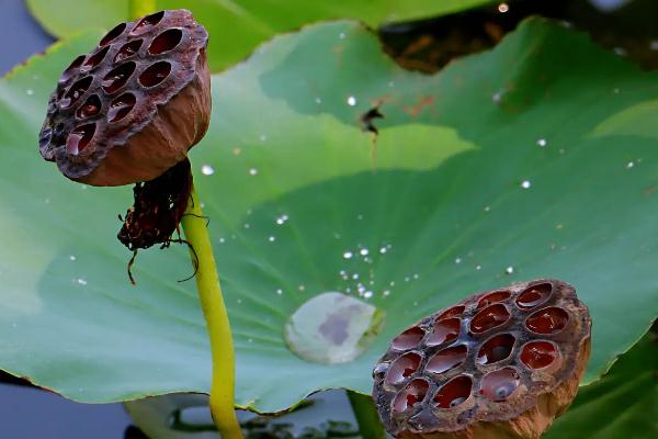 蓮蓬要煮多久 蓮蓬能不能生吃 蓮蓬要煮多久 蓮蓬能不能生吃