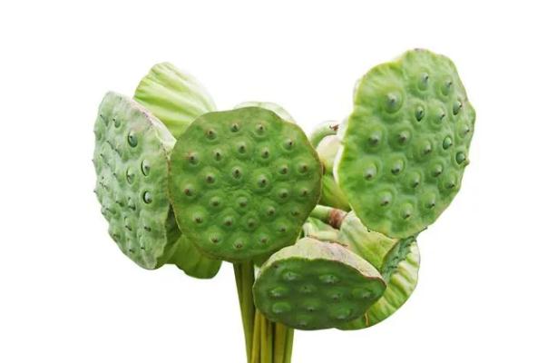 蓮蓬是長(zhǎng)在荷花里面的嗎 蓮蓬是荷花謝了以后長(zhǎng)出來(lái)的嗎 蓮蓬是長(zhǎng)在荷花里面的嗎 蓮蓬是荷花謝了以后長(zhǎng)出來(lái)的嗎