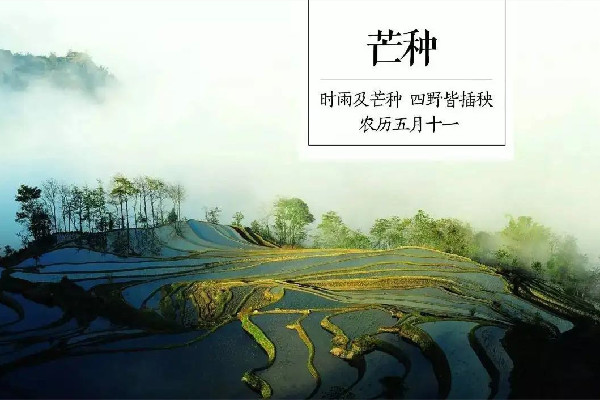 芒種喝什么湯好 芒種喝酸梅湯的寓意 芒種喝什么湯好 芒種喝酸梅湯的寓意