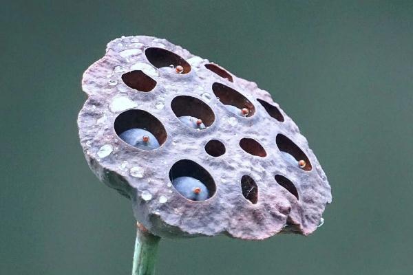 蓮蓬孕婦可以吃嗎 蓮蓬孕婦可以泡水喝嗎