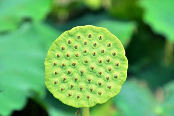 蓮蓬和荷花的關(guān)系 蓮蓬是荷花的什么部分 蓮蓬和荷花的關(guān)系 蓮蓬是荷花的什么部分
