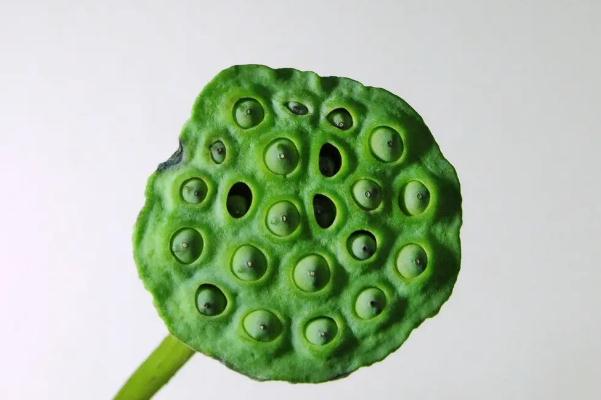 蓮蓬是長(zhǎng)在荷花里面的嗎 蓮蓬是荷花謝了以后長(zhǎng)出來(lái)的嗎 蓮蓬是長(zhǎng)在荷花里面的嗎 蓮蓬是荷花謝了以后長(zhǎng)出來(lái)的嗎