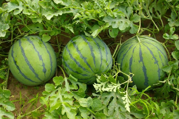 西瓜買(mǎi)回來(lái)沒(méi)熟怎么辦 西瓜沒(méi)熟是什么樣子的