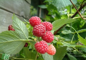 樹莓多少錢一斤 樹莓價格 樹莓多少錢一斤 樹莓價格