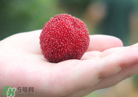 楊梅多少錢一斤 楊梅什么季節(jié)成熟上市 楊梅多少錢一斤 楊梅什么季節(jié)成熟上市