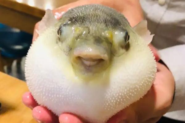 河豚中毒會發(fā)燒嗎 河豚中毒會頭暈么 河豚中毒會發(fā)燒嗎 河豚中毒會頭暈么