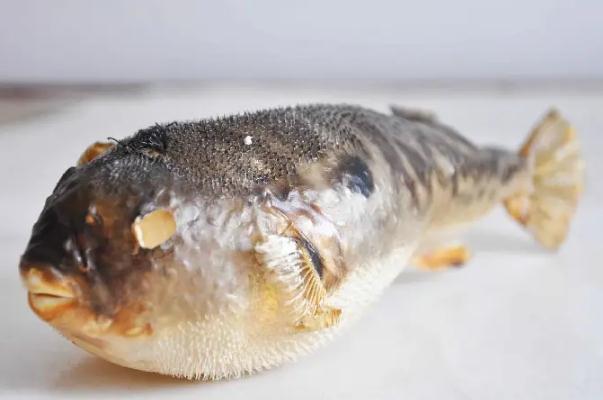 河豚中毒會發(fā)燒嗎 河豚中毒會頭暈么 河豚中毒會發(fā)燒嗎 河豚中毒會頭暈么