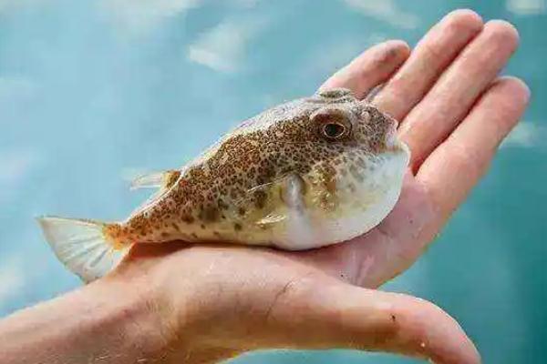 河豚中毒的特點(diǎn)是什么 河豚中毒是什么原因 河豚中毒的特點(diǎn)是什么 河豚中毒是什么原因