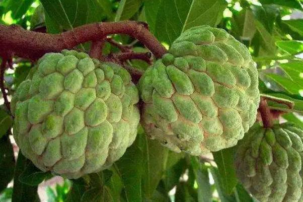 番荔枝是什么水果 番荔枝是熱性還是涼性 番荔枝是什么水果 番荔枝是熱性還是涼性