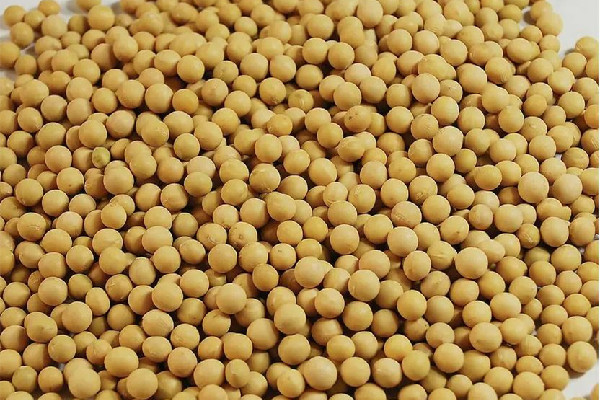 黃豆是毛豆變來的嗎 黃豆和大豆有什么區(qū)別 黃豆是毛豆變來的嗎 黃豆和大豆有什么區(qū)別