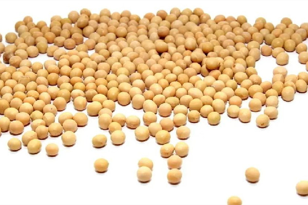 黃豆是毛豆變來的嗎 黃豆和大豆有什么區(qū)別 黃豆是毛豆變來的嗎 黃豆和大豆有什么區(qū)別